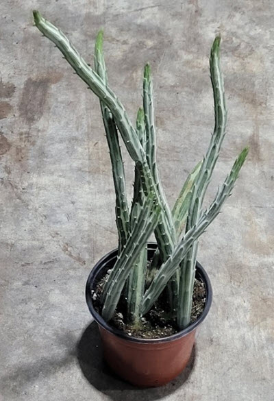 4" Senecio Stapeliformis Pickle Plant
